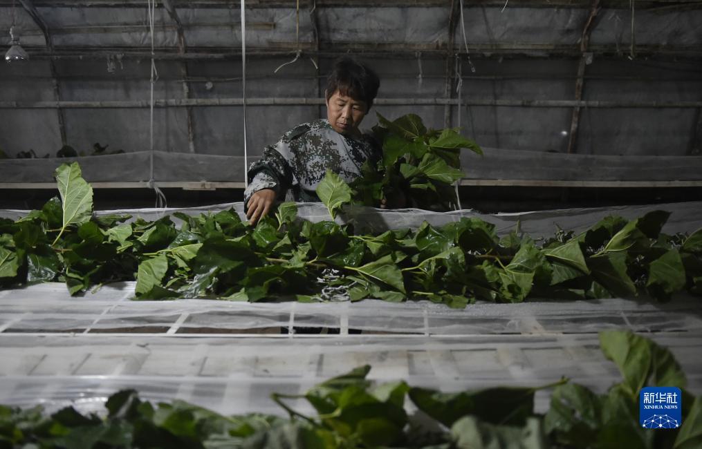 龙都国际登录网址